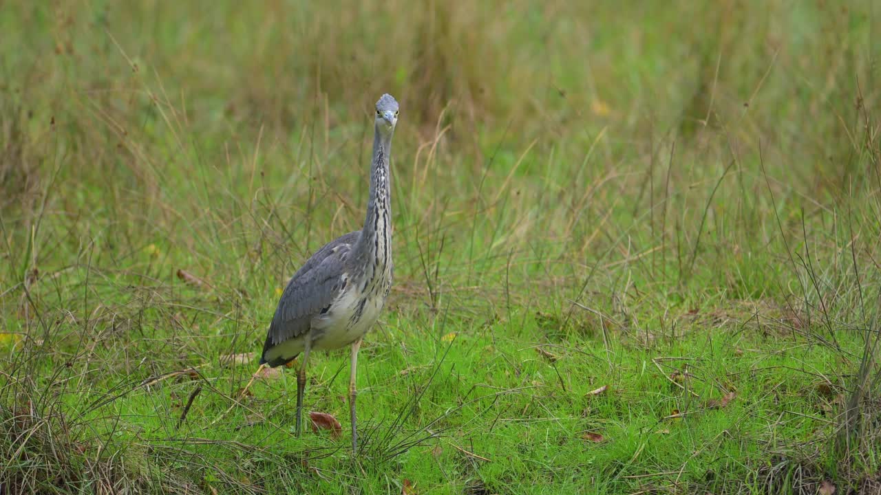 灰鹭(Ardea cinerea)，生长在草地上视频素材