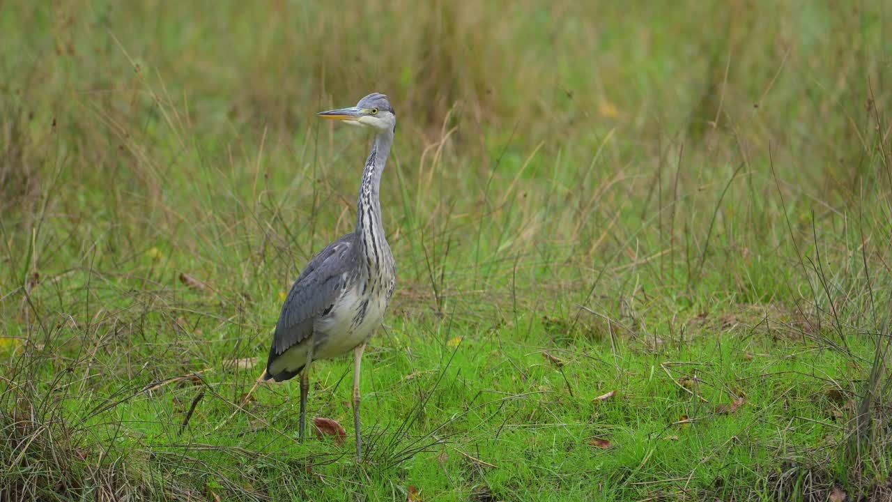 灰鹭(Ardea cinerea)，生长在草地上视频素材