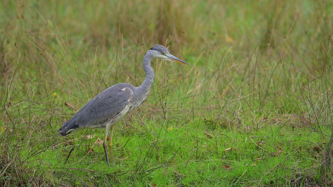 灰鹭(Ardea cinerea)，生长在草地上视频素材