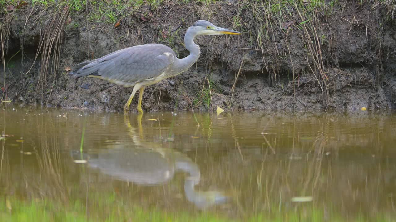 灰鹭(Ardea cinerea)，在池塘里视频素材