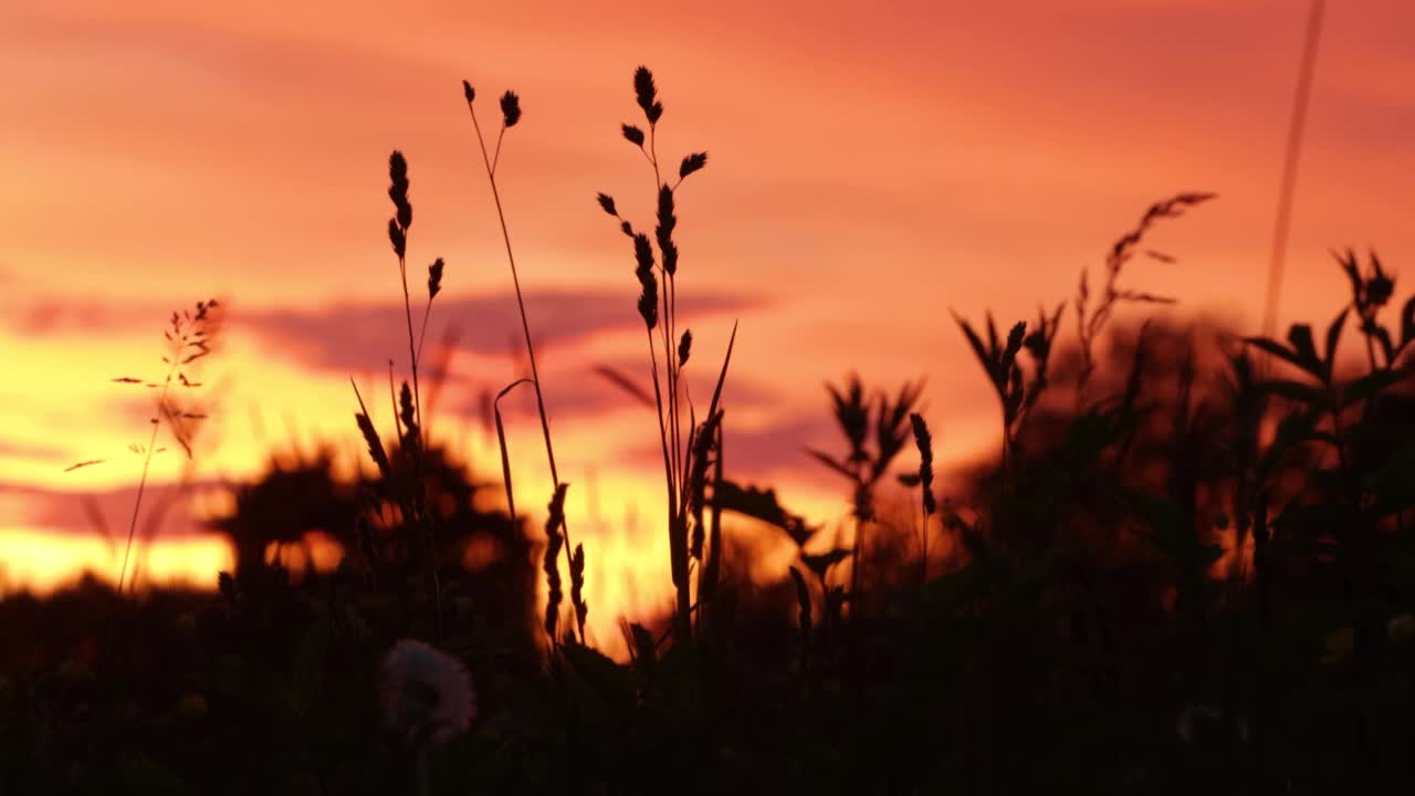 夏日傍晚，草地上五彩缤纷的夕阳下，正在开花的干草视频素材