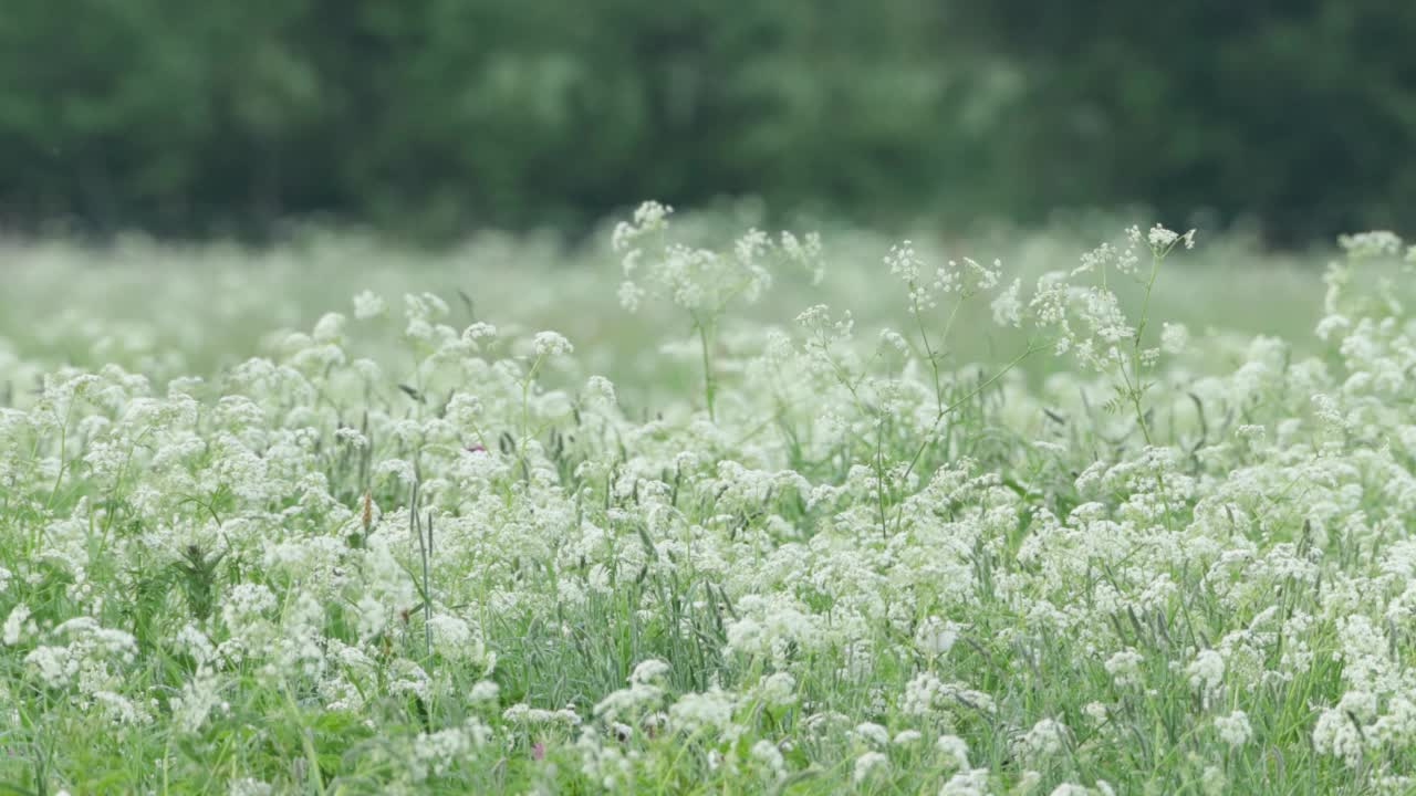 盛开的白色欧芹，在一个初夏的早晨视频素材