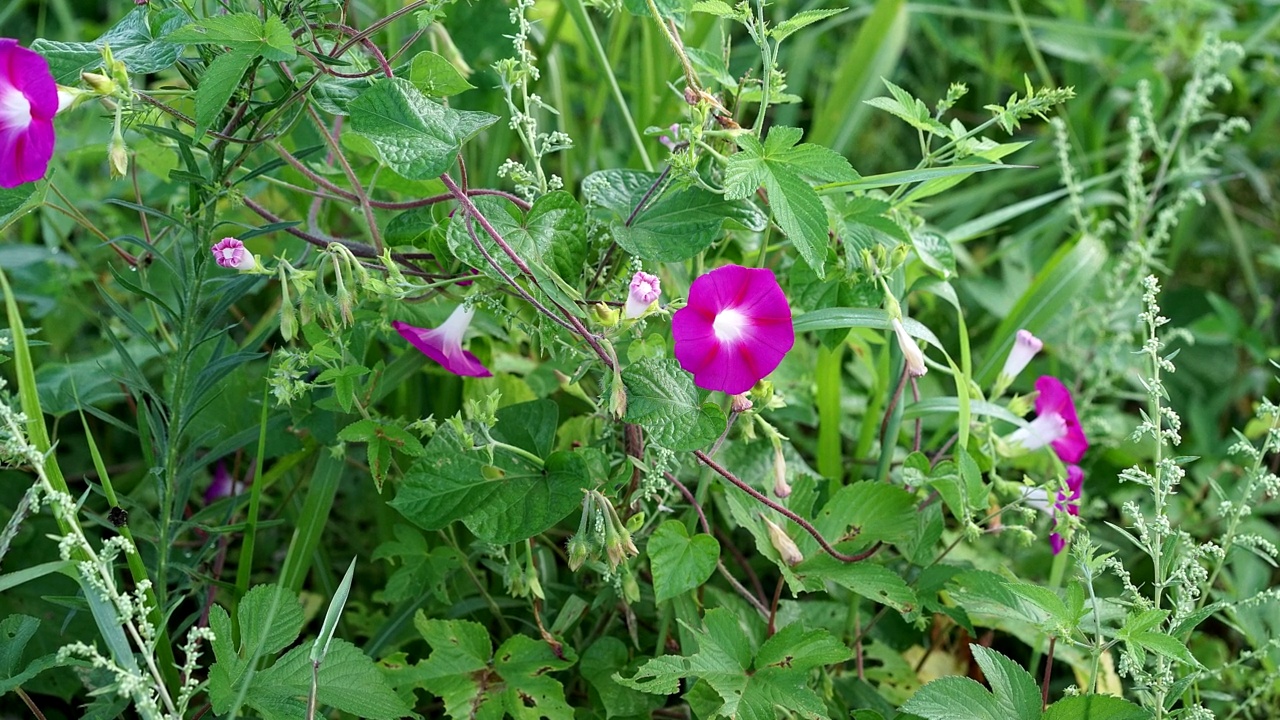 牵牛花/韩国大田视频素材