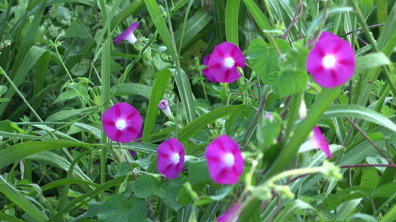 牵牛花/韩国大田视频素材