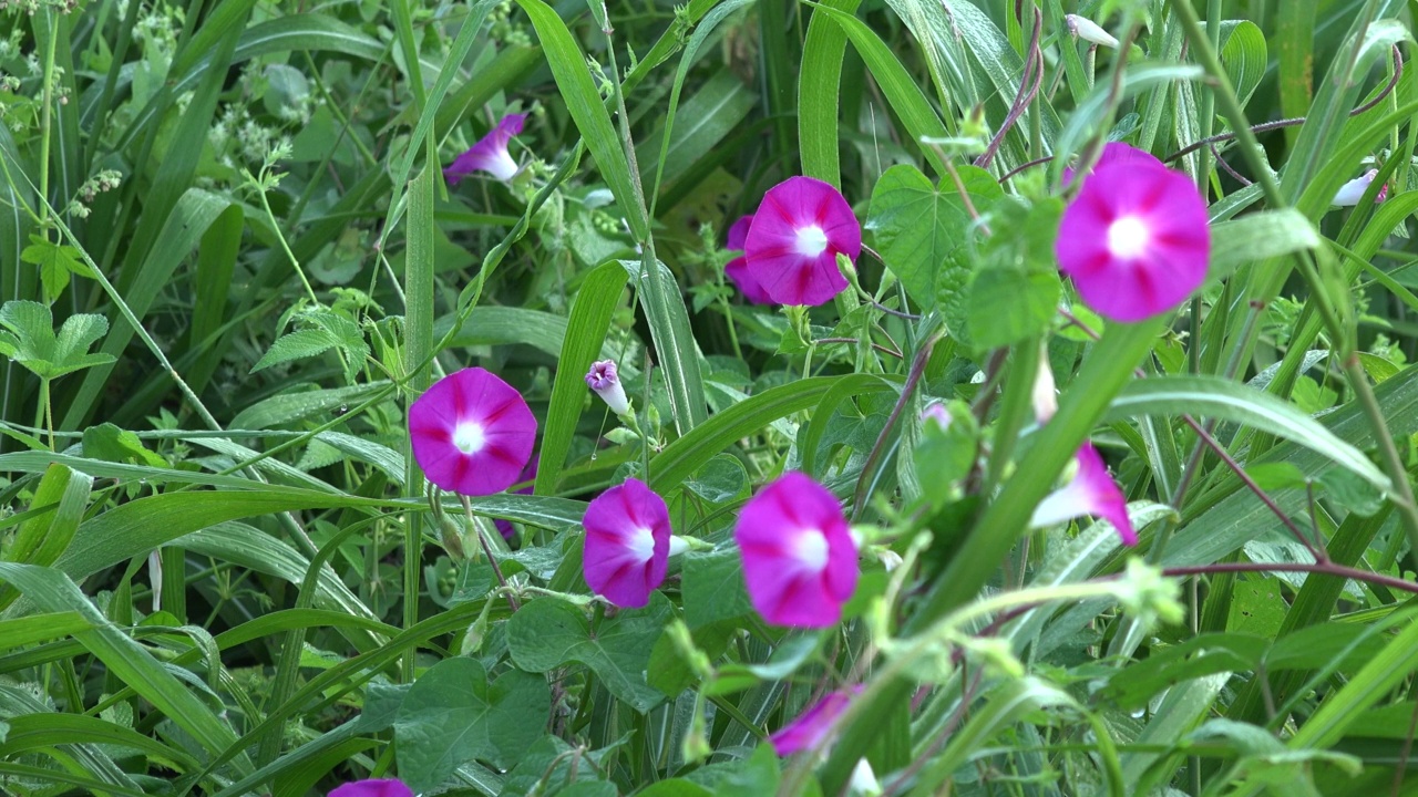 牵牛花/韩国大田视频素材