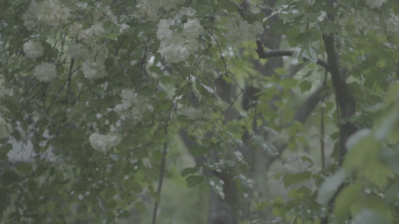 韩国首尔城北区吉僧寺的花和树叶在雨中摇曳视频素材