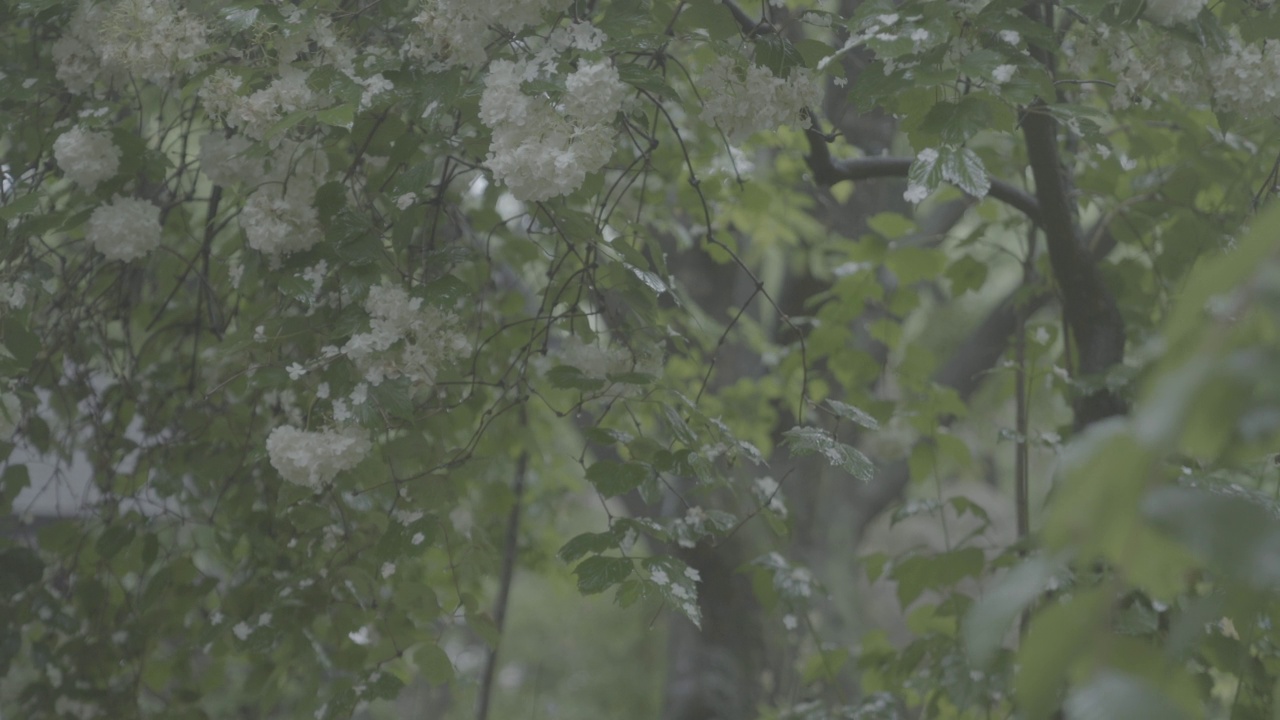 韩国首尔城北区吉僧寺的花和树叶在雨中摇曳视频素材