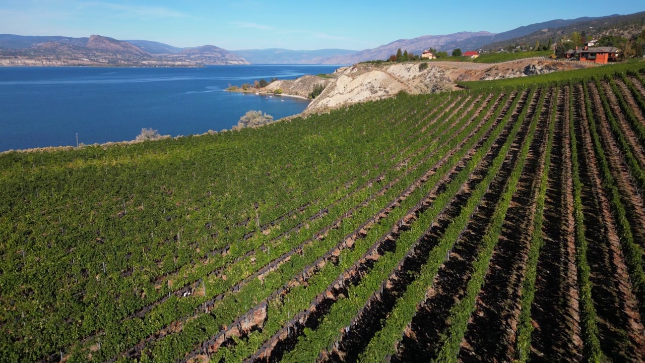 Naramata Bench Winery葡萄园Penticton Okanagan山谷视频素材