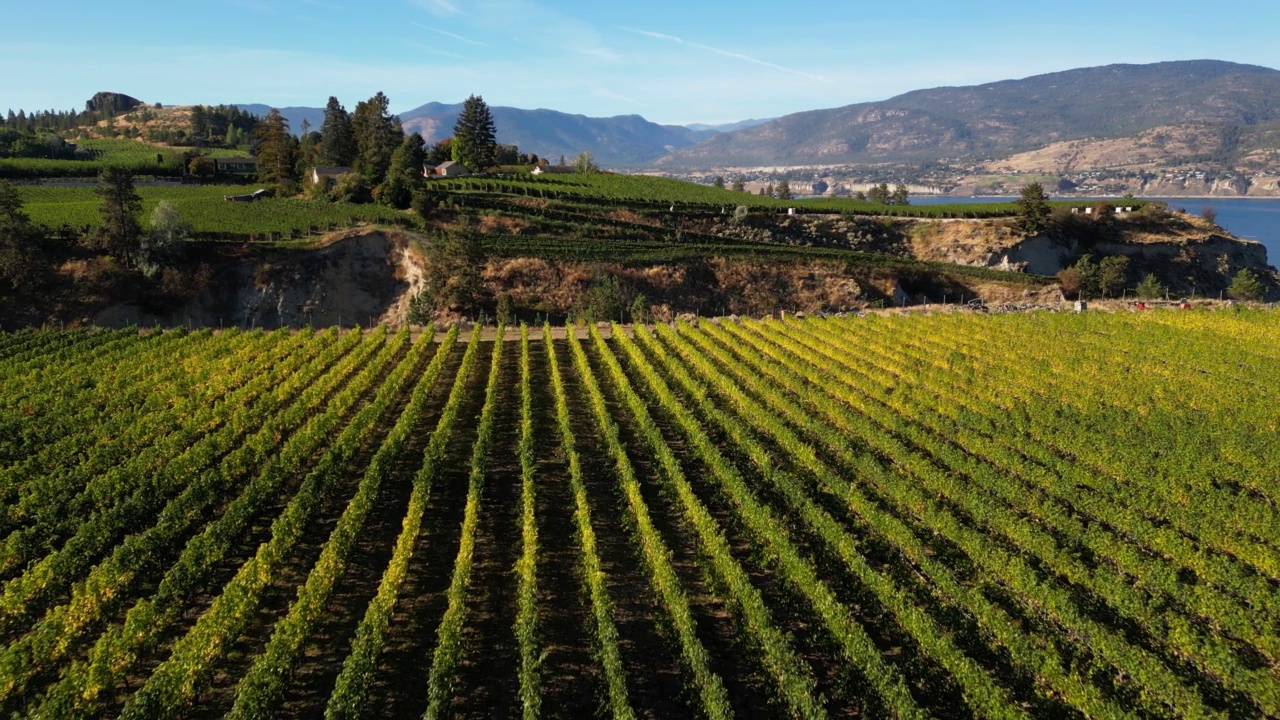 Naramata Bench Winery葡萄园Penticton Okanagan山谷视频素材