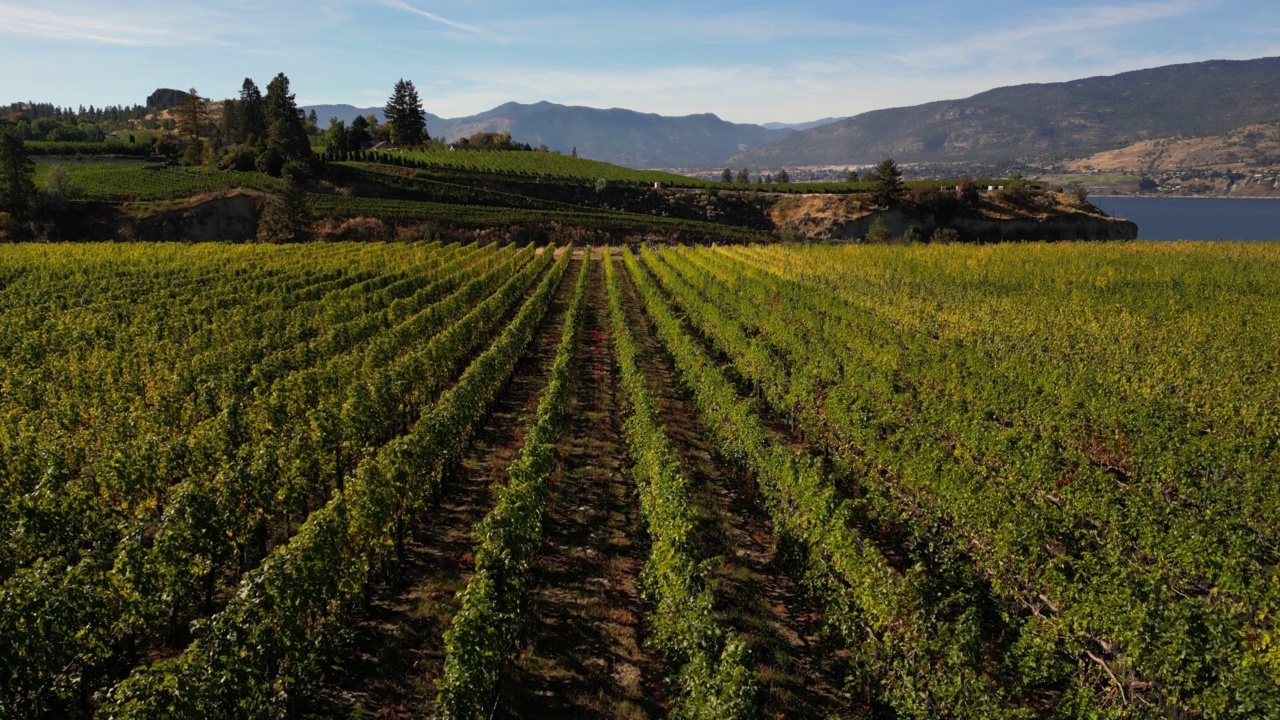 Naramata Bench Winery葡萄园Penticton Okanagan山谷视频素材