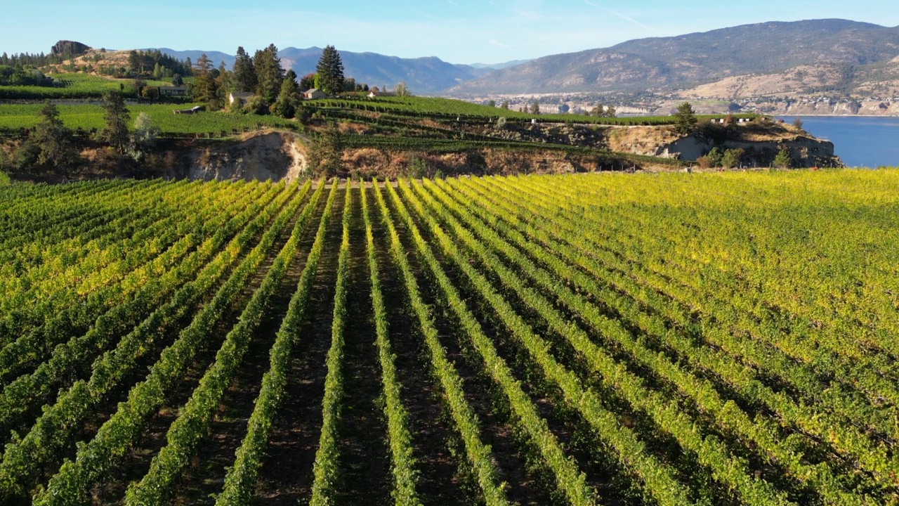 Naramata Bench Winery葡萄园Penticton Okanagan山谷视频素材