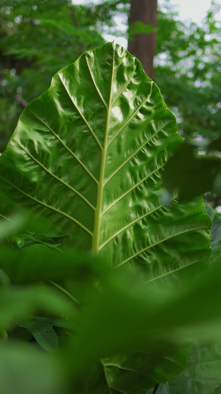 花园中一片巨大的绿叶。视频素材