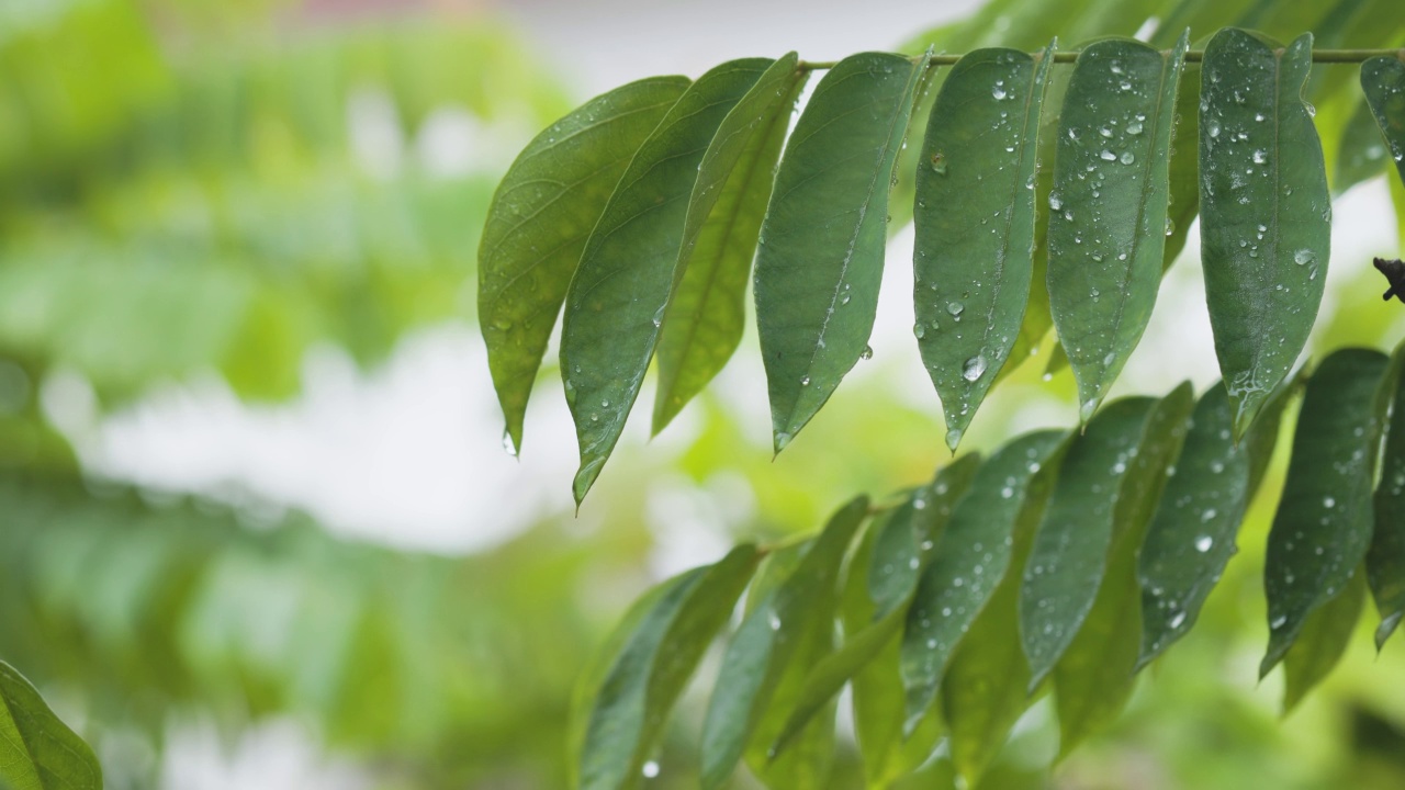 不太大的雨溅起了阿韦罗亚的嫩枝，它有新鲜的绿叶视频素材