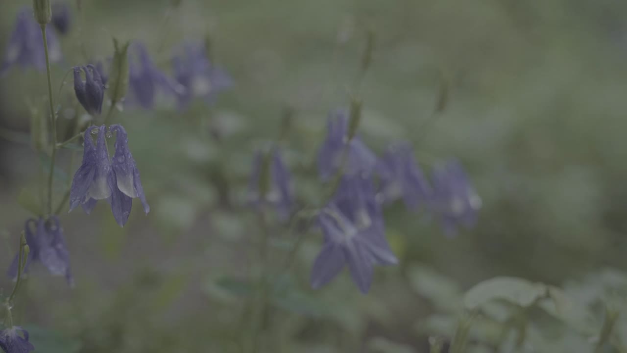 韩国首尔城北区吉僧寺雨后的花湿了视频素材