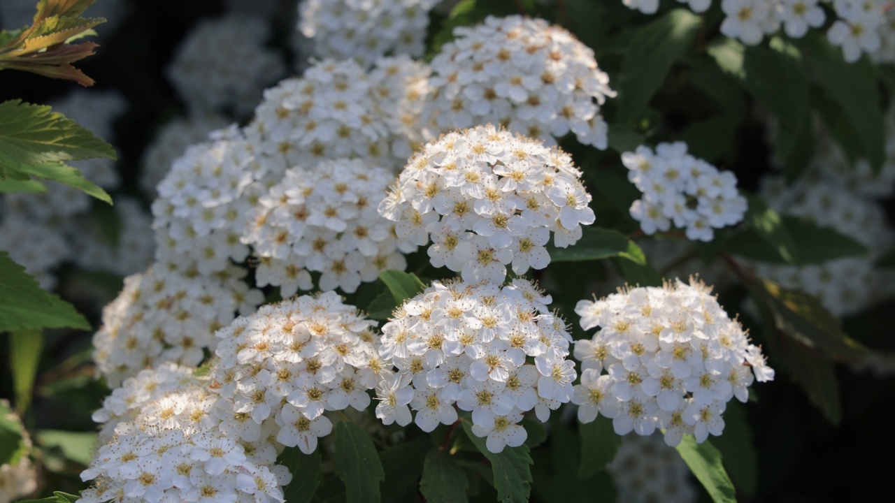 里维斯(绣线菊)花/韩国视频素材