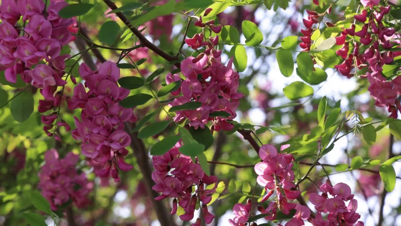 玫瑰相思(Robinia hispida)花/韩国视频素材