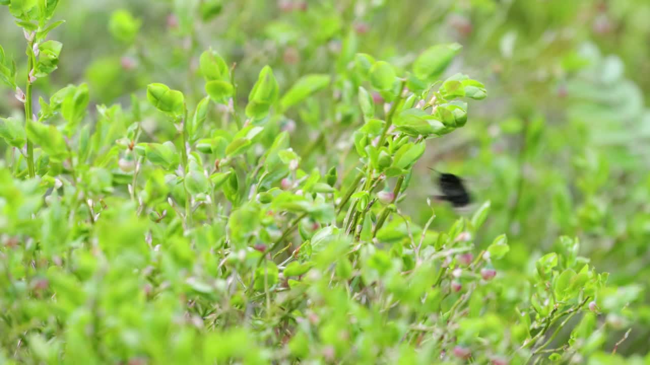 在春天的北方森林里，一只黑色大黄蜂正在给欧洲蓝莓花授粉视频素材