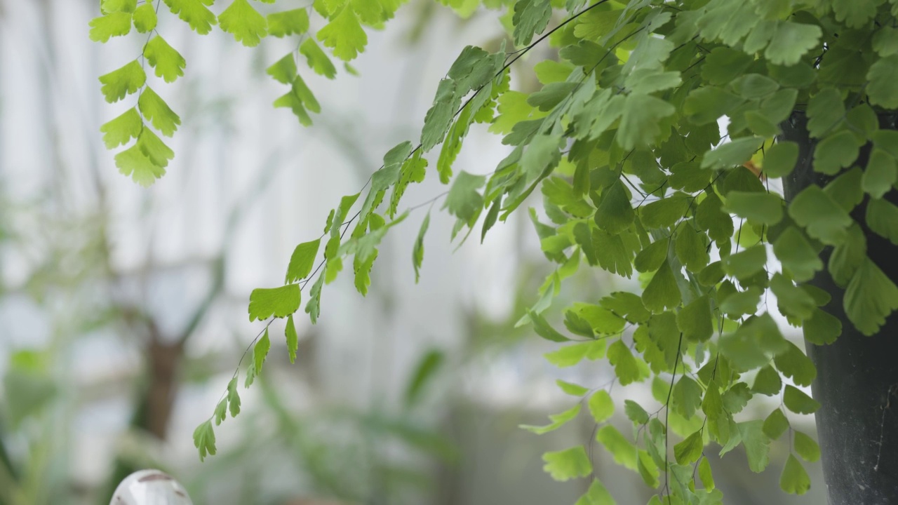 一丛蕨类或Suplir野生植物的绿叶在风中摇曳视频素材