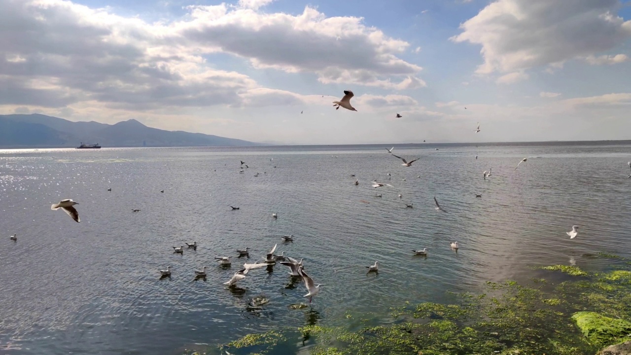 多云天沿着海滩飞行的海鸥视频素材