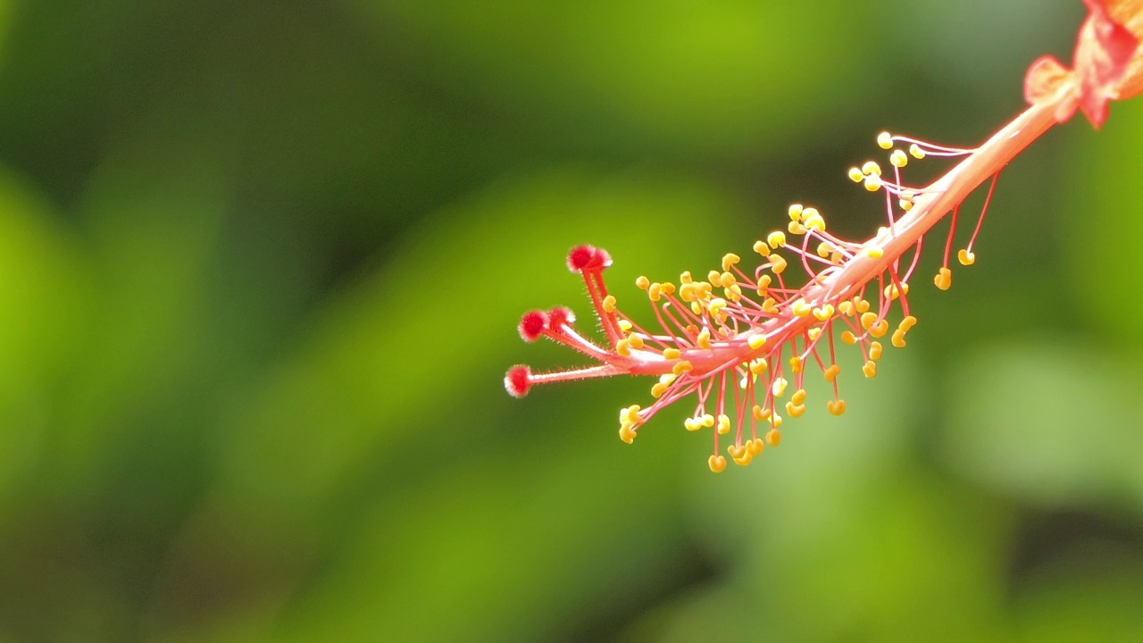 农业花园里的红芙蓉花。视频素材