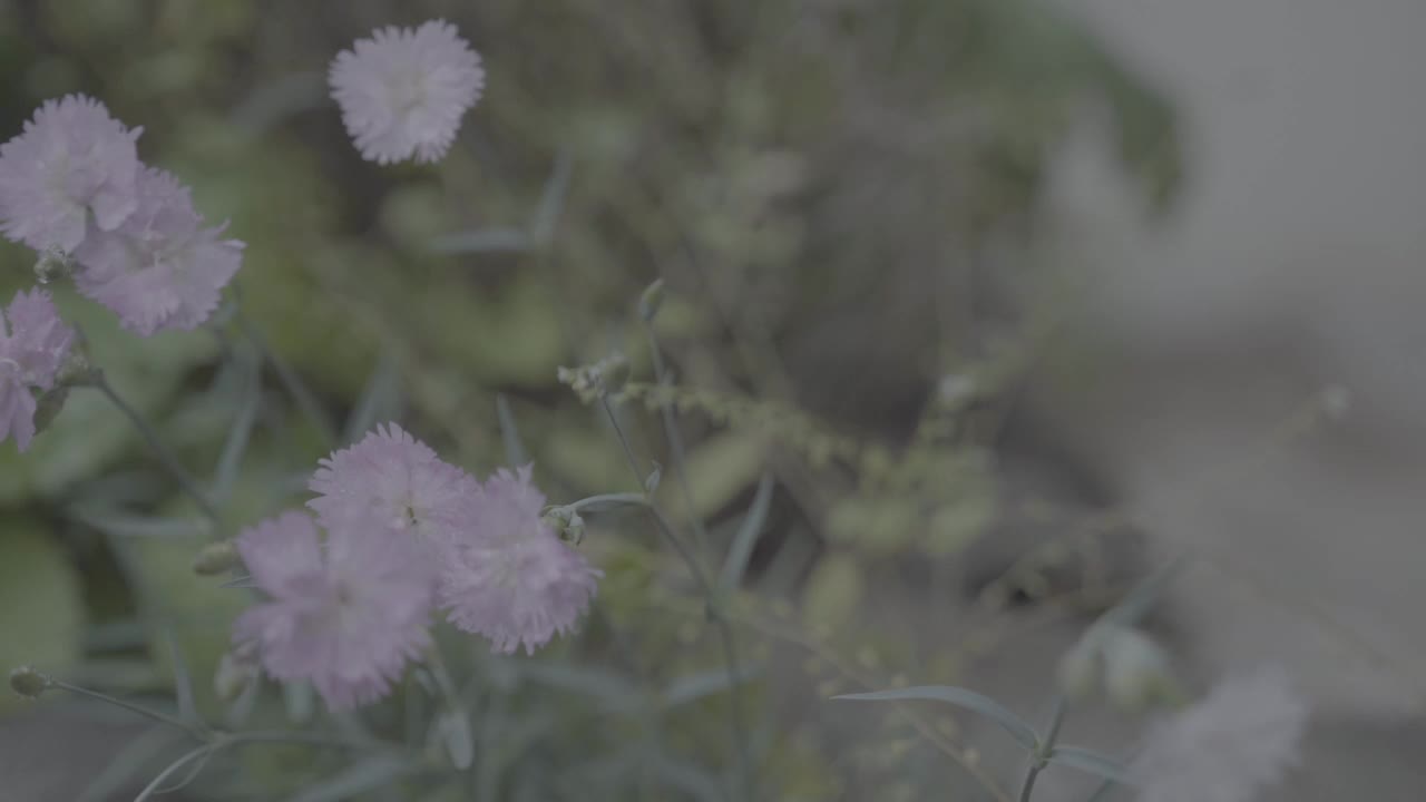 韩国首尔城北区吉僧寺雨后的花湿了视频素材