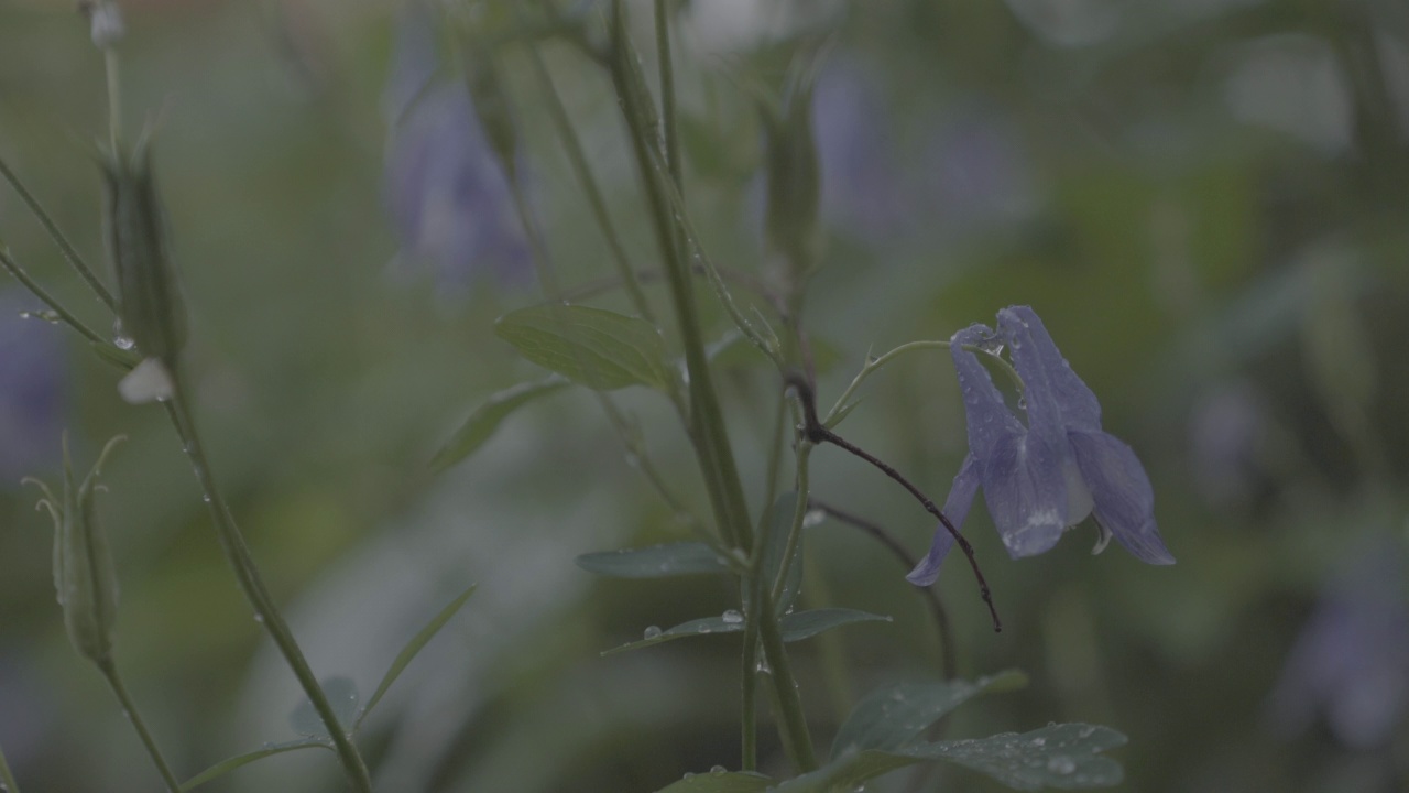 韩国首尔城北区吉僧寺雨后的花湿了视频素材