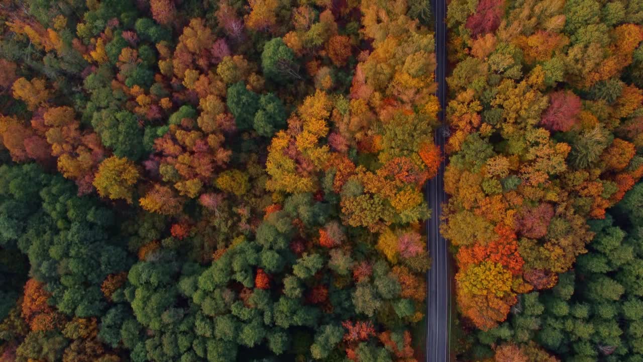 飞越高速公路，在城市外美丽的秋天森林，正上方视频素材