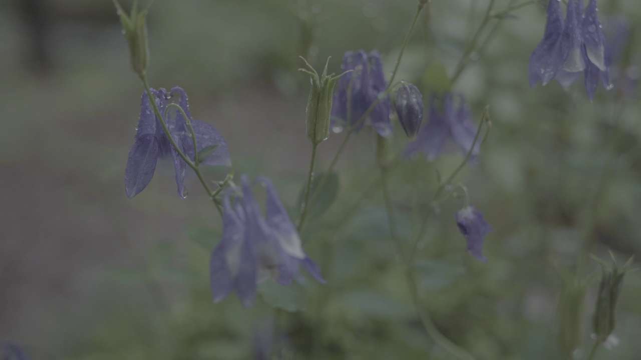 韩国首尔城北区吉僧寺雨后的花湿了视频素材