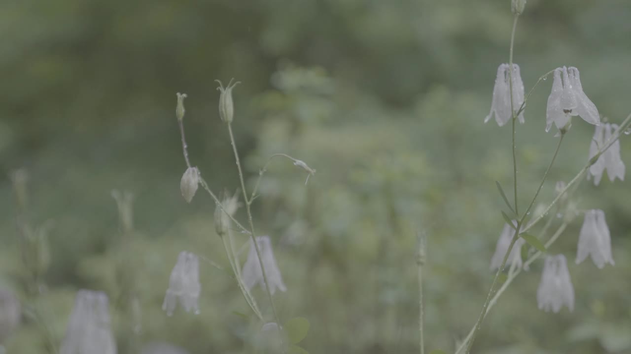 韩国首尔城北区吉僧寺雨后的花湿了视频素材