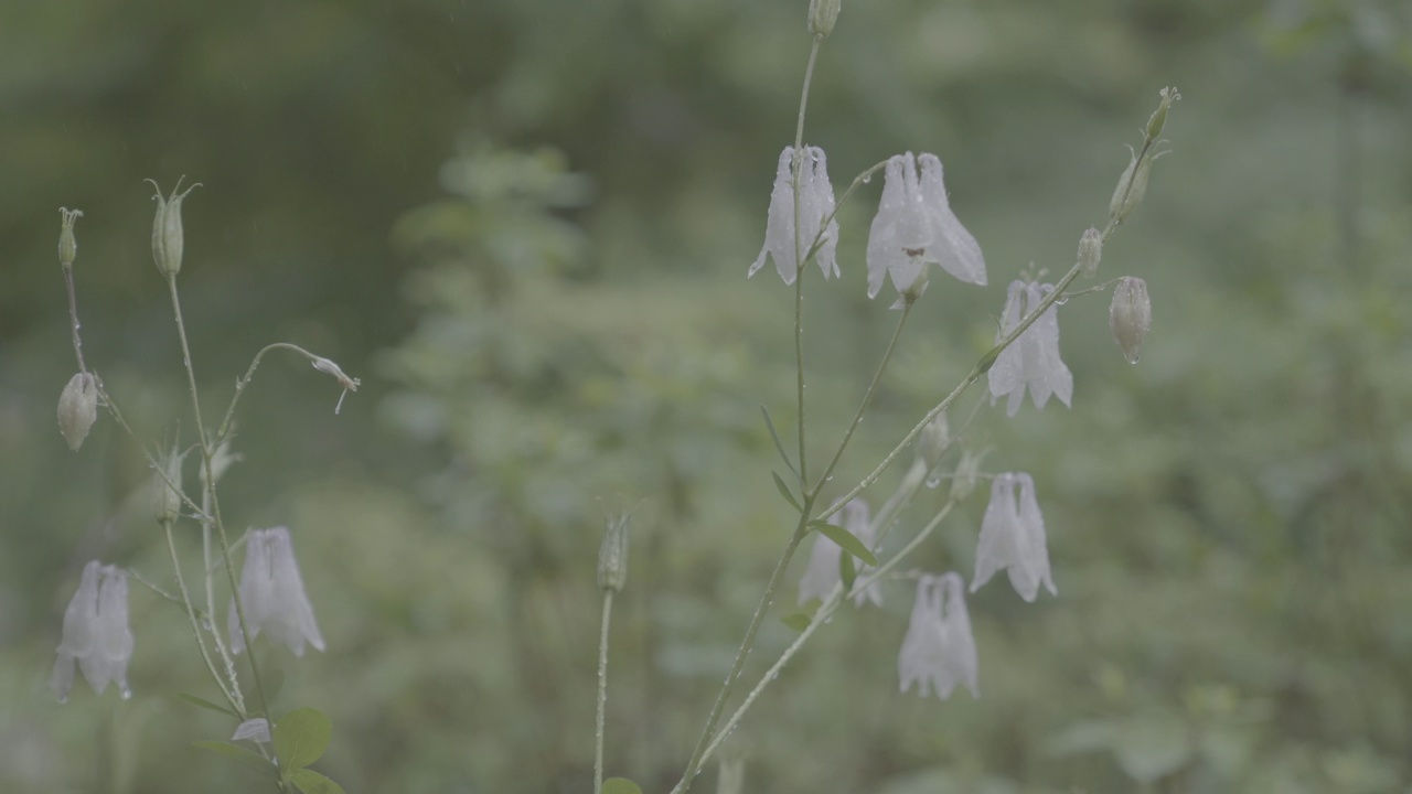 韩国首尔城北区吉僧寺雨后的花湿了视频素材