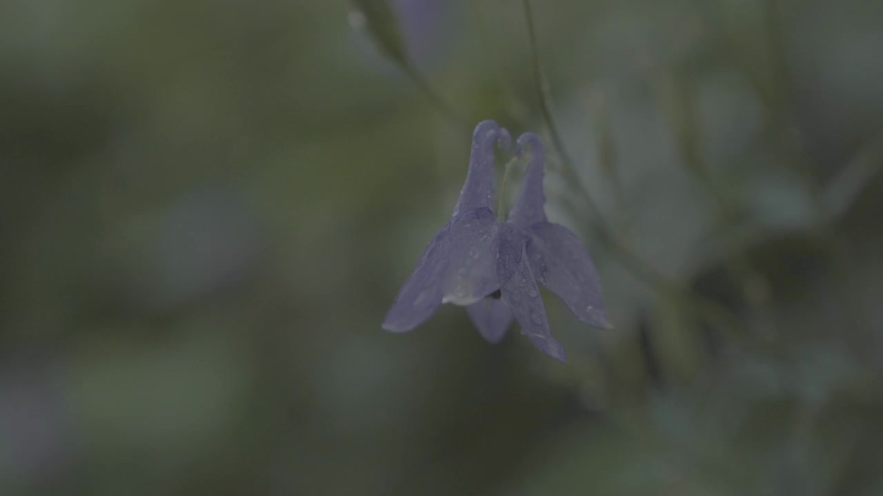 韩国首尔城北区吉僧寺雨后的花湿了视频素材