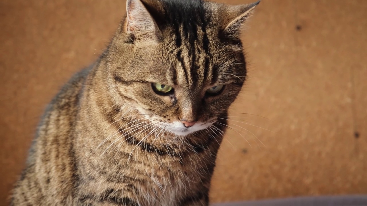 滑稽的肖像傲慢的短毛家养虎斑猫摆姿势在深棕色背景。小猫在室内玩耍休息。宠物护理和动物生活理念。视频素材