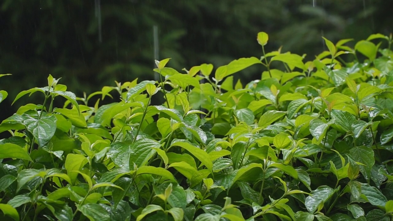 雨水落在树叶上。风，雨，树叶，慢动作。夏天的天气。视频素材