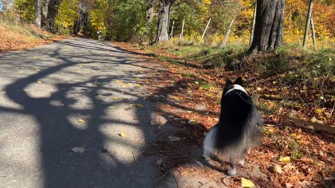 设得兰牧羊犬正在森林里散步视频素材