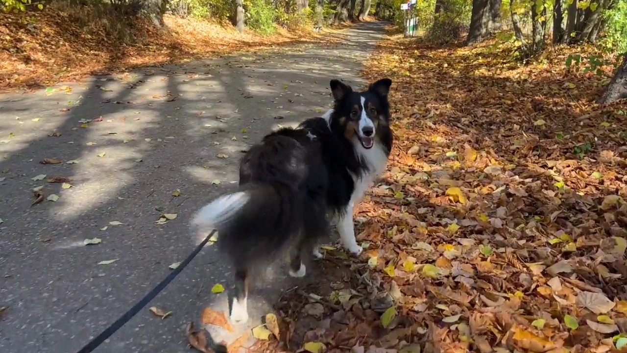 设得兰牧羊犬正在森林里散步视频素材