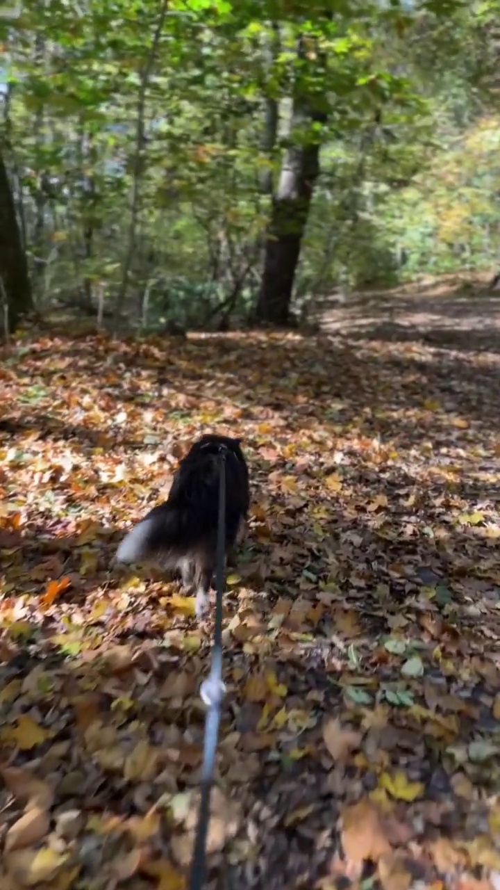 设得兰牧羊犬正在森林里散步视频素材