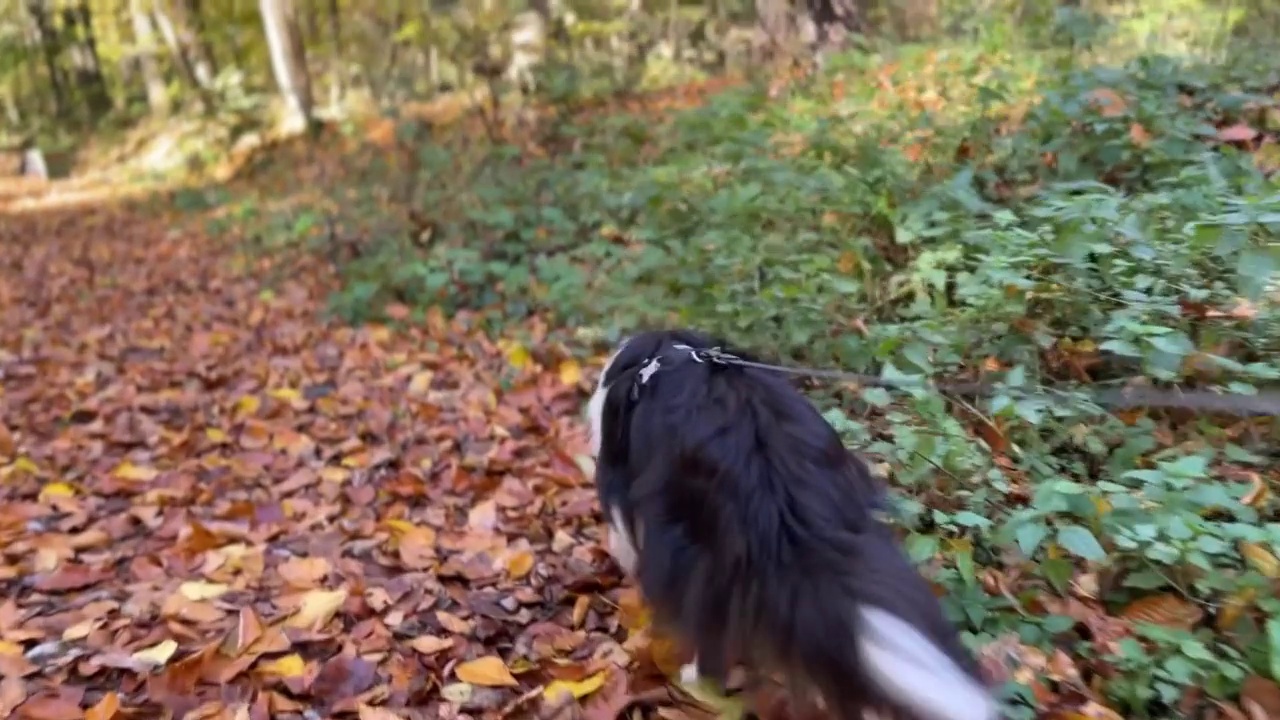 设得兰牧羊犬正在森林里散步视频素材