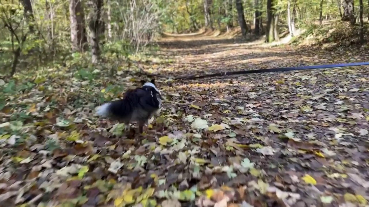 设得兰牧羊犬正在森林里散步视频素材