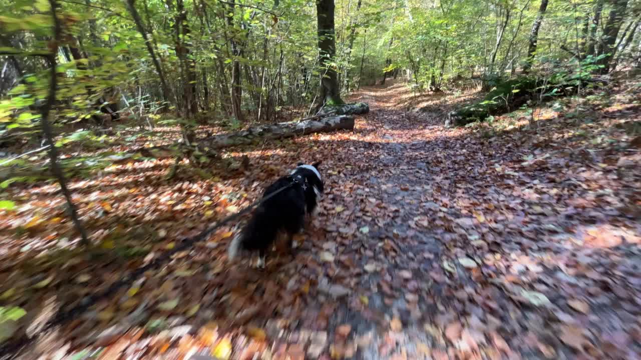 设得兰牧羊犬正在森林里散步视频素材