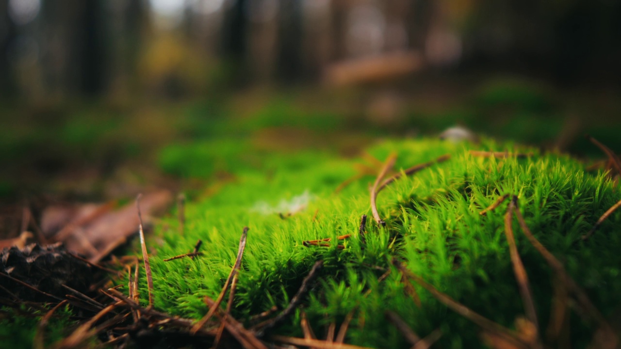 苔藓平台在自然背景视频素材