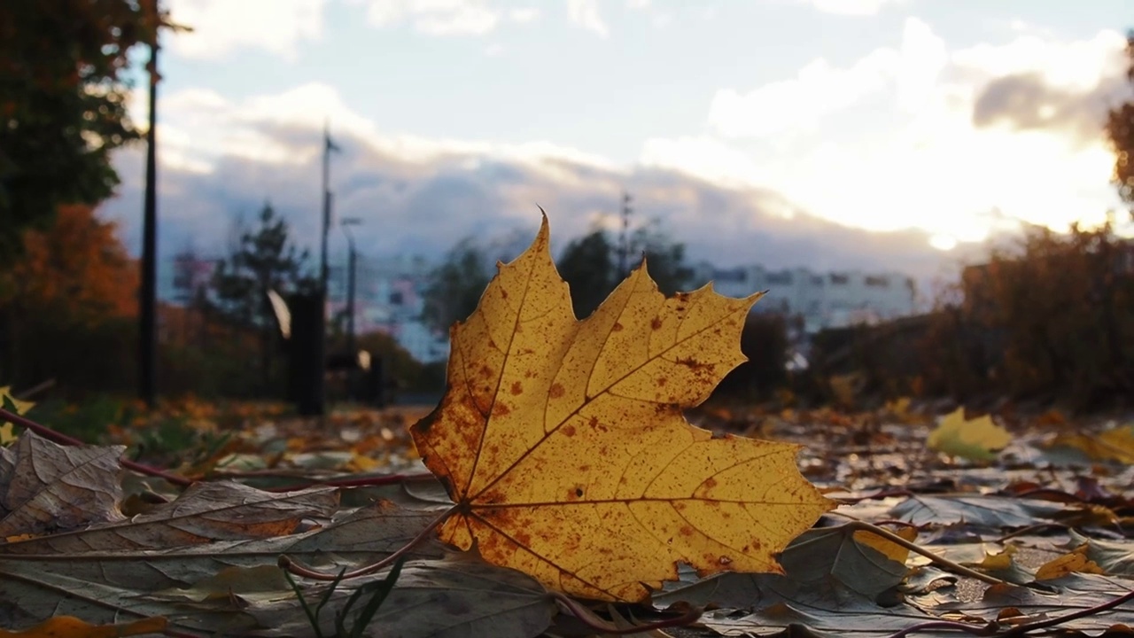 夕阳下飘落的黄枫叶。秋的概念，秋的落叶，秋的心情。视频素材