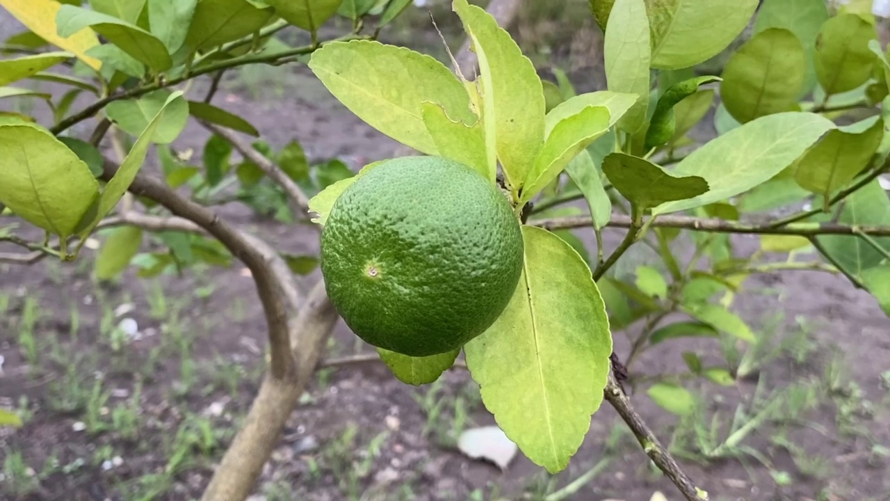 自然花园里的青柠果视频素材