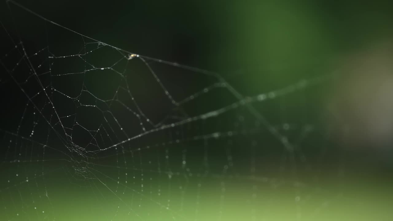 抽象的背景蜘蛛网与晨露雨点视频素材