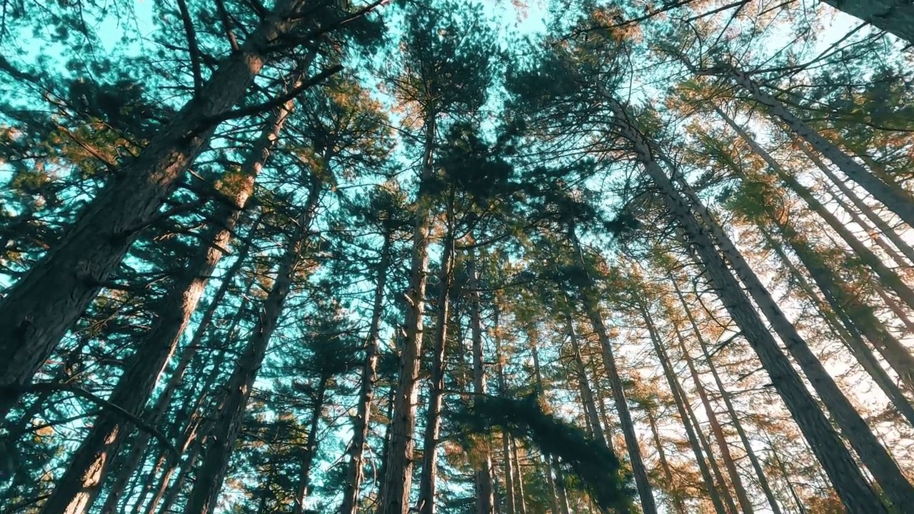 漫步在宁静的森林和树木中，晨光和美丽的秋景视频素材