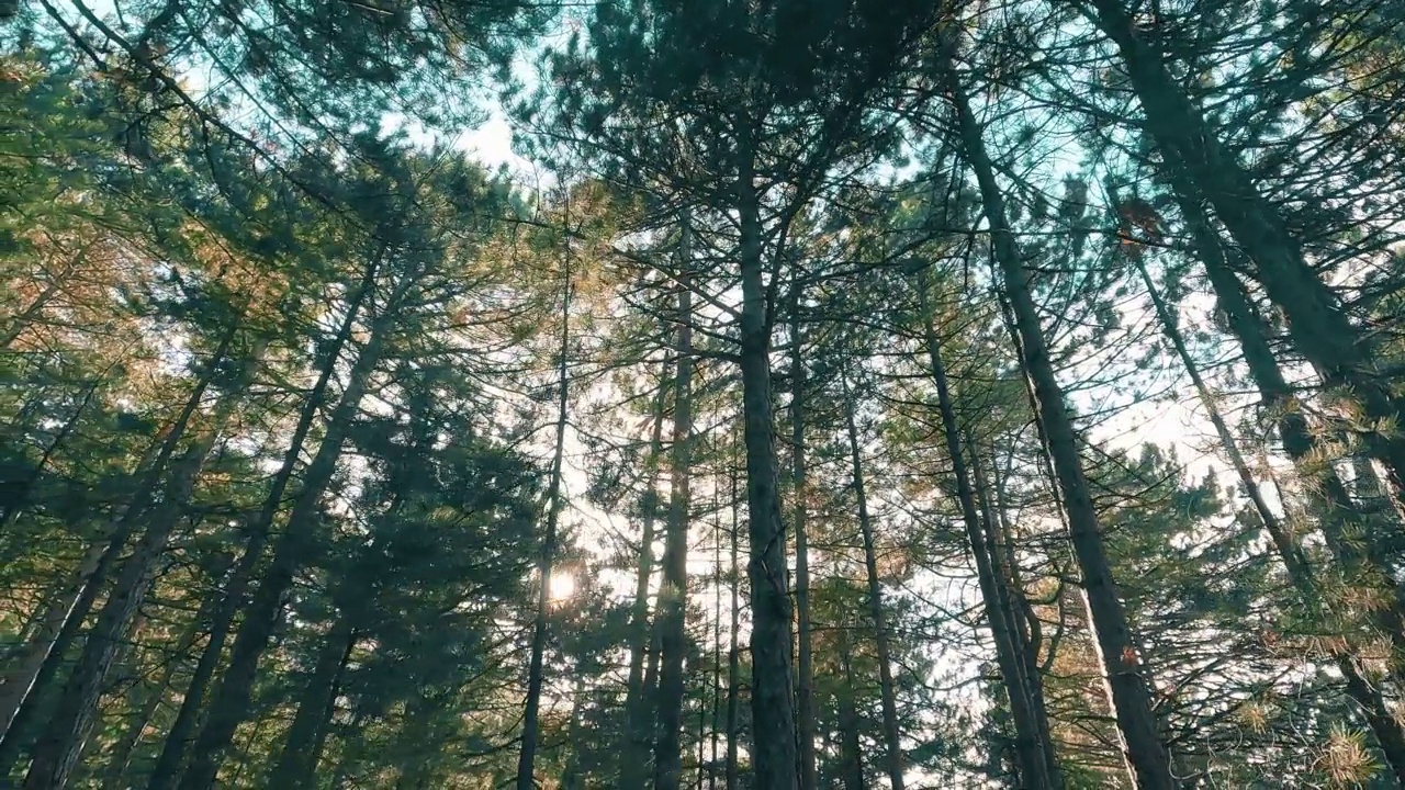 漫步在宁静的森林和树木中，晨光和美丽的秋景视频素材