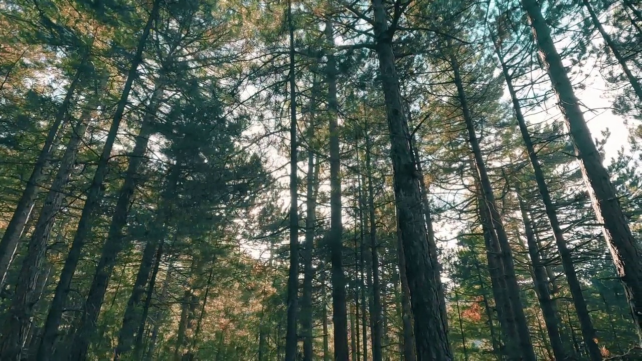 漫步在宁静的森林和树木中，晨光和美丽的秋景视频素材