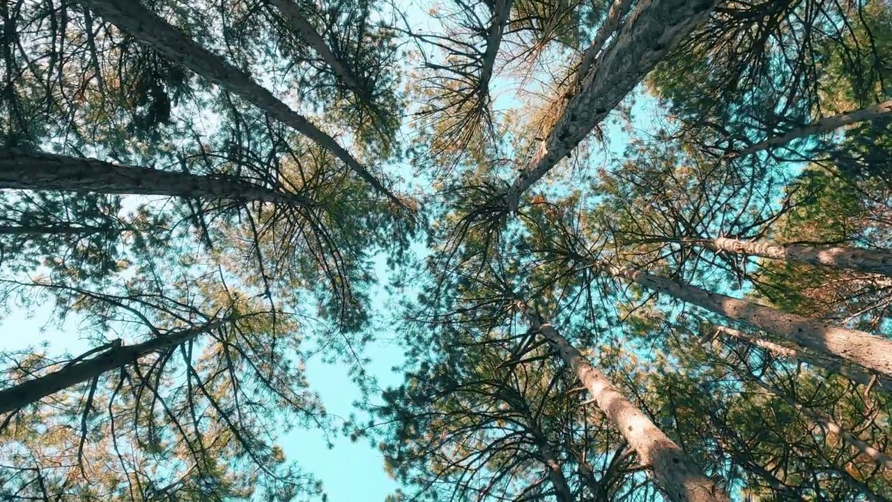 漫步在宁静的森林和树木中，晨光和美丽的秋景视频素材