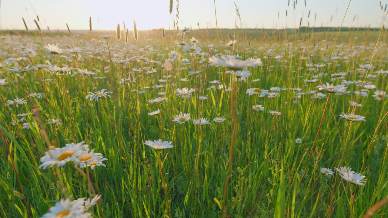 生长的雏菊在绿色吹背景。花在风中摇曳。Camomille背景。缓慢的运动。视频素材