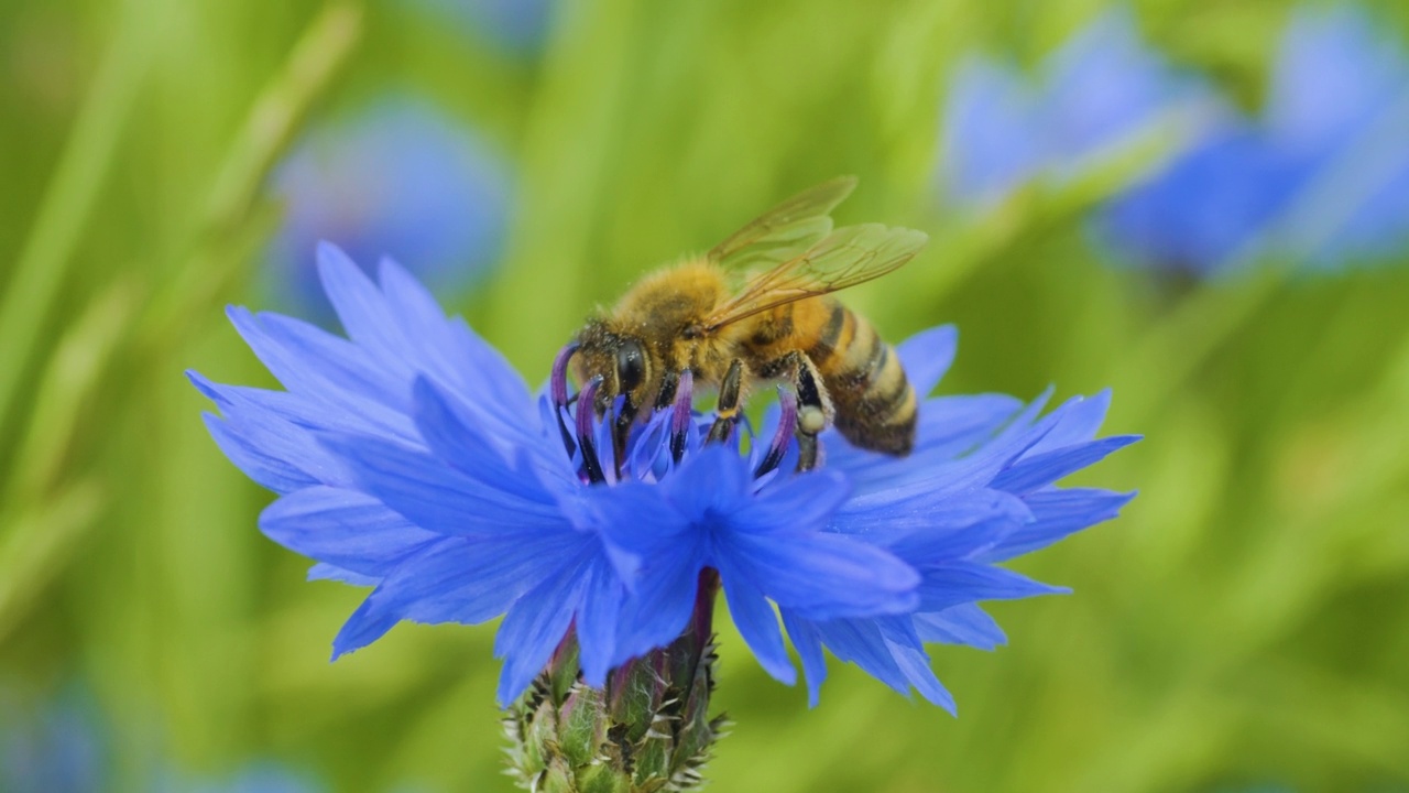 慢动作飞行蜜蜂覆盖花粉收集花蜜从蓝色菊苣花。春季菊苣花特写。微镜头蜜蜂授粉的春天紫色花盛开的花朵。视频素材