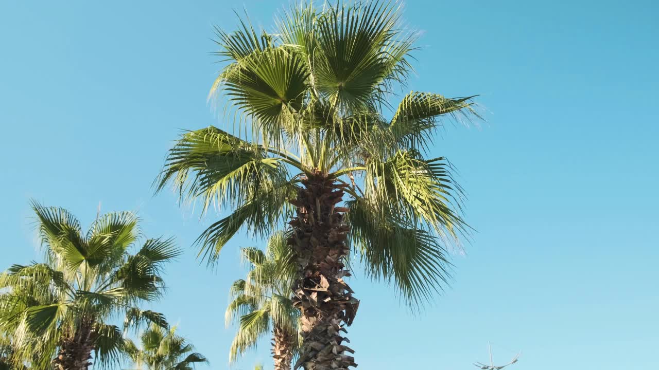 阳光明媚的日子，热带棕榈树的叶子在蓝天的微风中摇曳。夏天自然背景视频素材